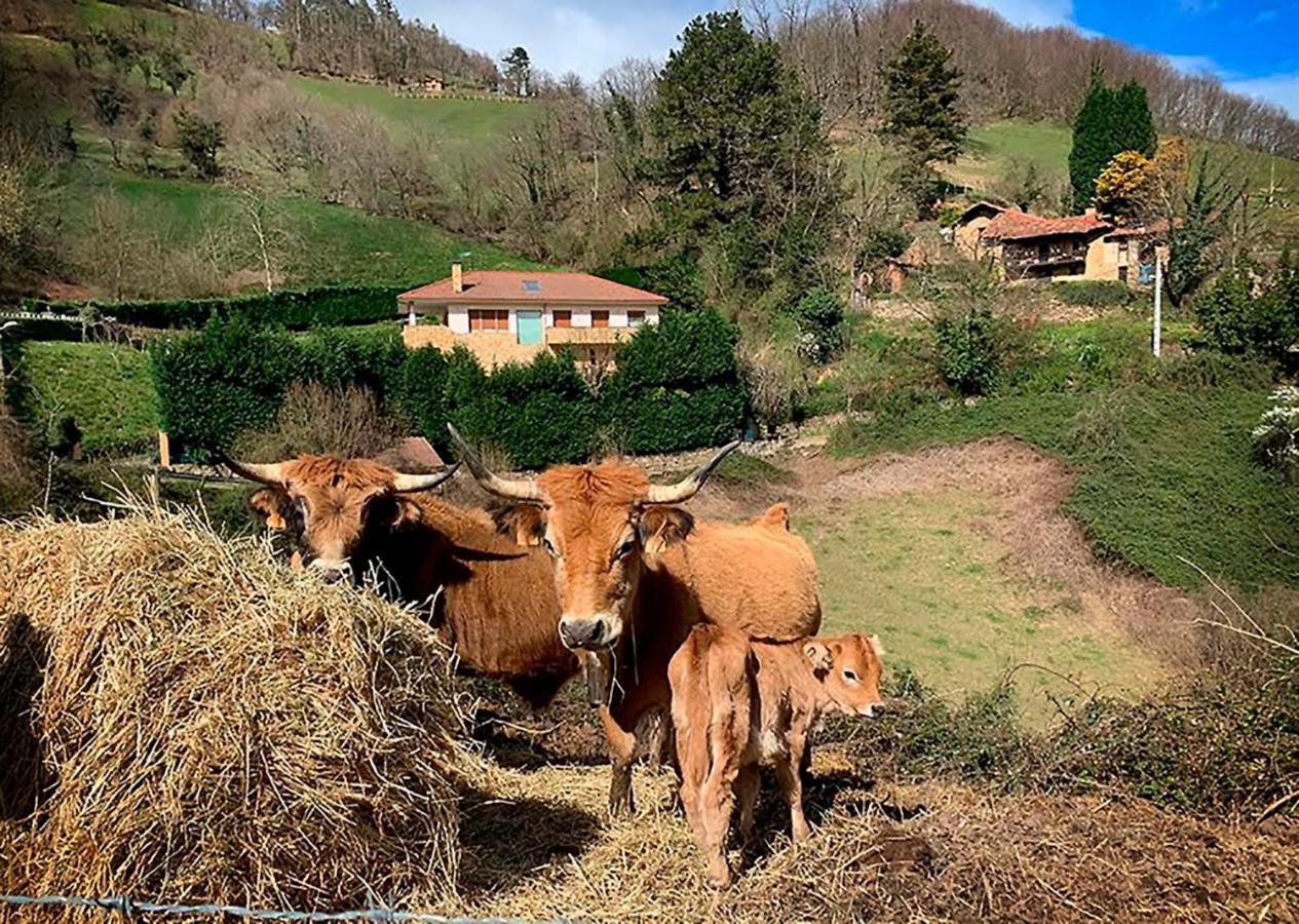 Loft 80 Mts En Un Entorno Natural. Mieres  Eksteriør billede